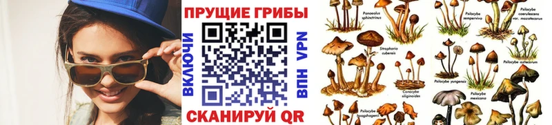 Галлюциногенные грибы прущие грибы  Купить закладки  Катайск 